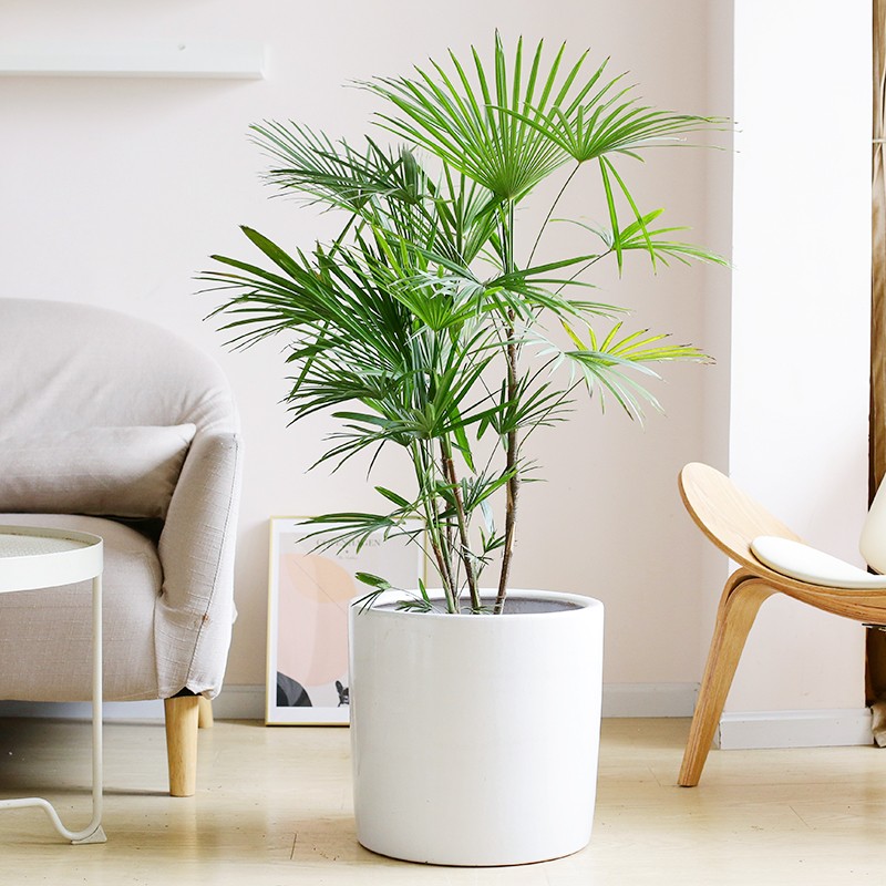 金山棕竹養護指南 低調奢華的家居綠植