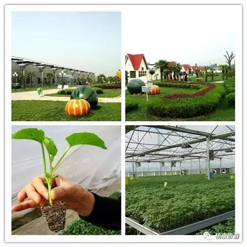 楊凌農(nóng)科金牌旅游聯(lián)盟之景區(qū)篇(三) —— 探索現(xiàn)代農(nóng)業(yè)的奇妙窗口 楊凌新天地農(nóng)業(yè)科技示范園